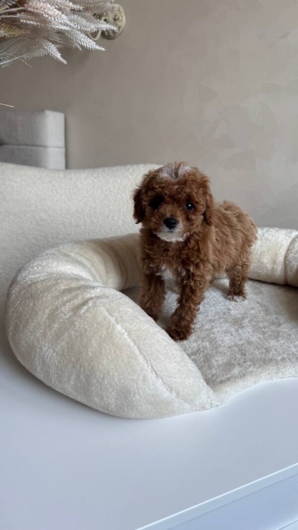 Milo - Image 3