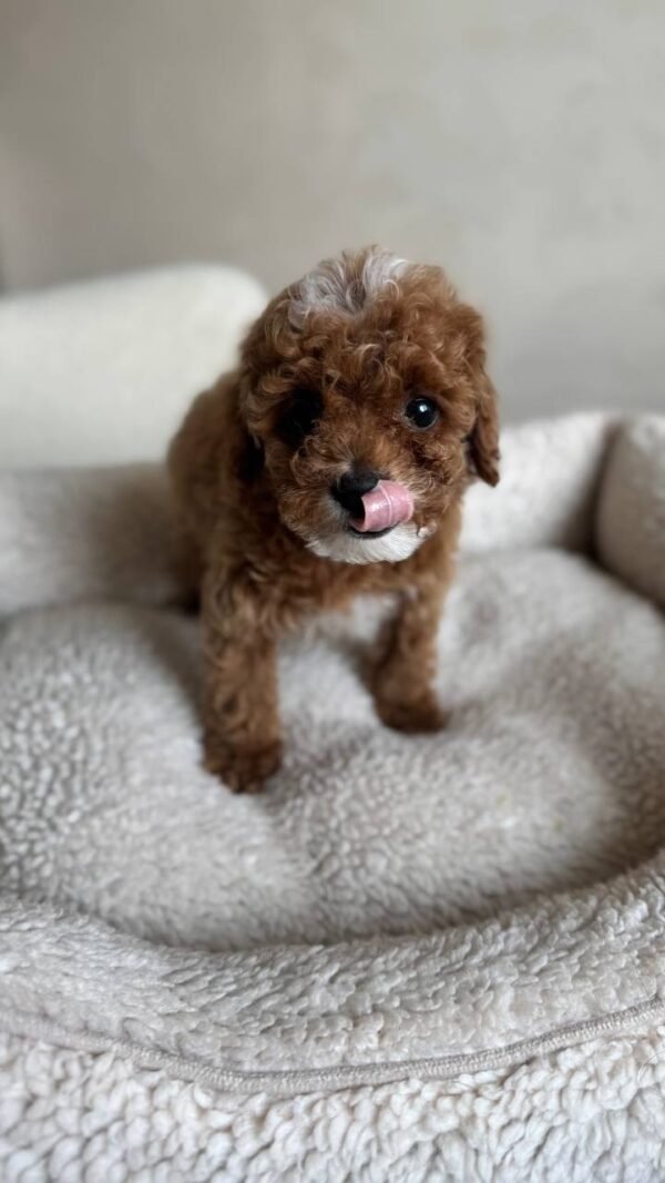 Milo - Image 2