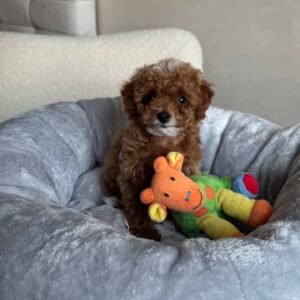 Milo