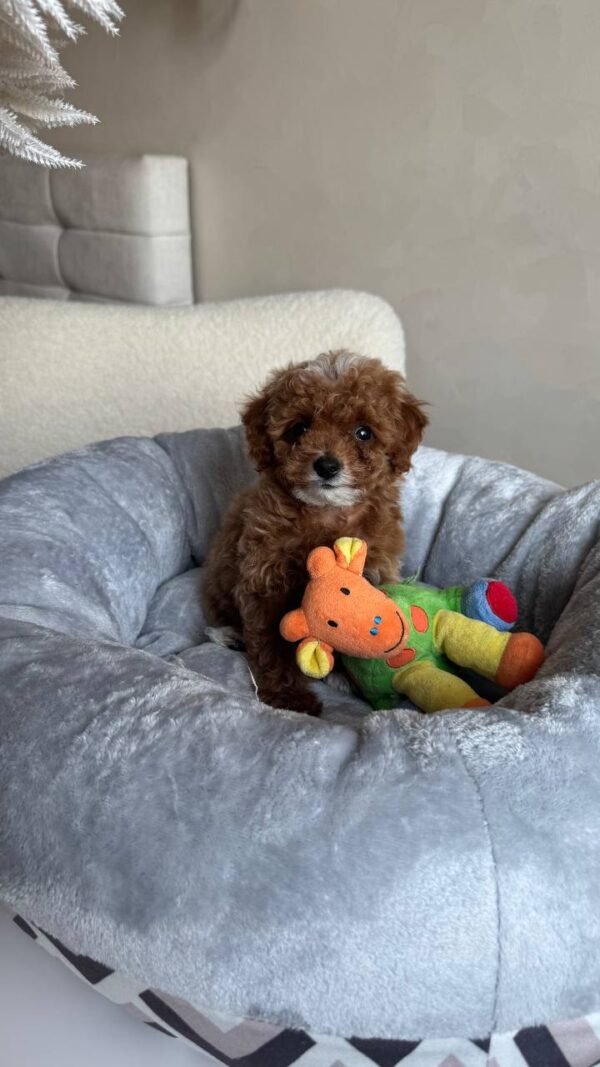 Milo