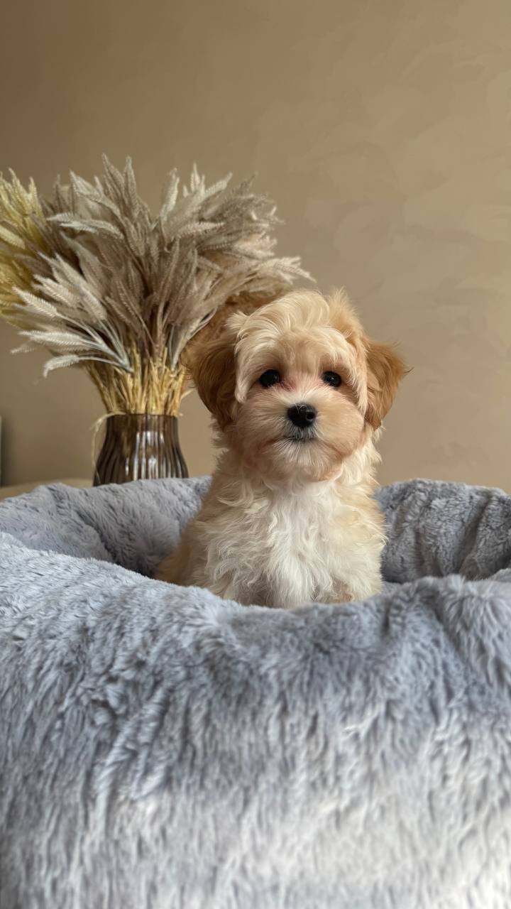 Finnley(Reserved)