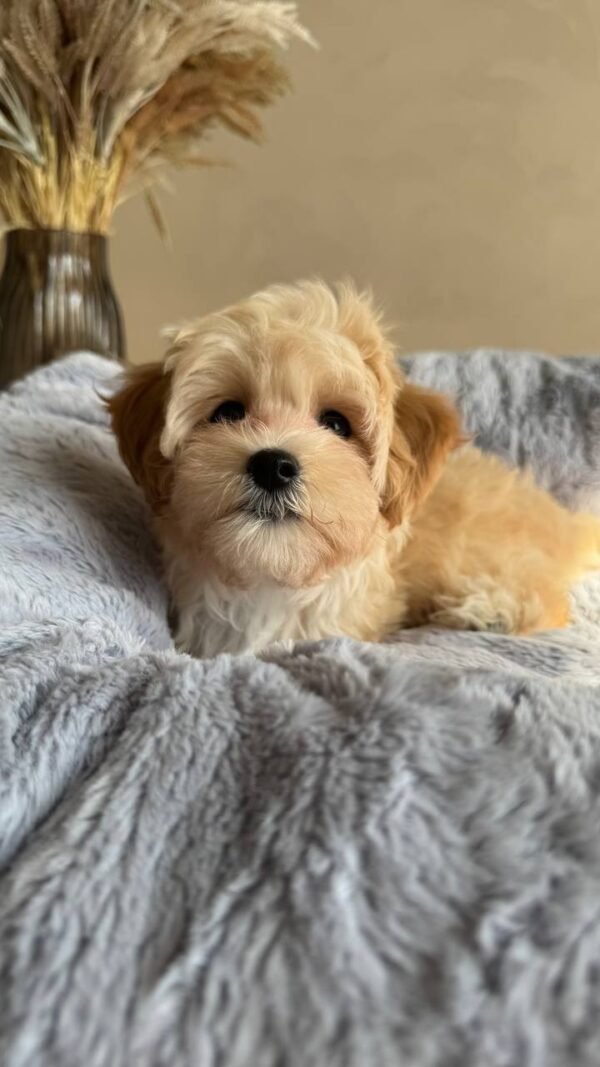 Finnley(Reserved) - Image 2
