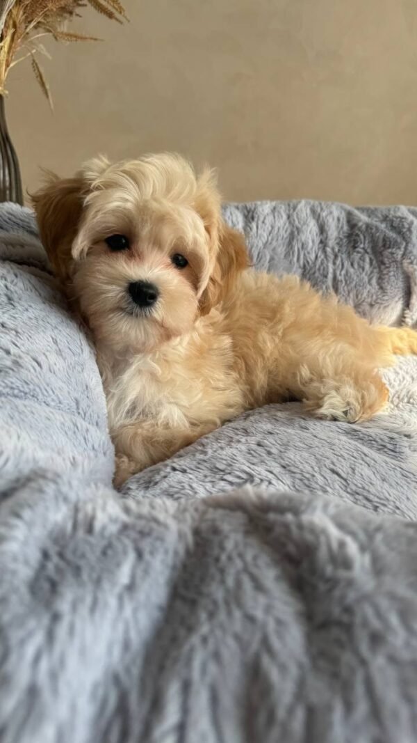 Finnley(Reserved) - Image 3