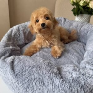 Mikki(Reserved)