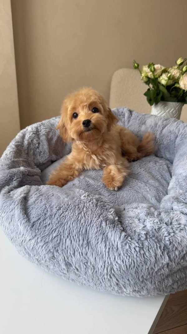 Mikki(Reserved)
