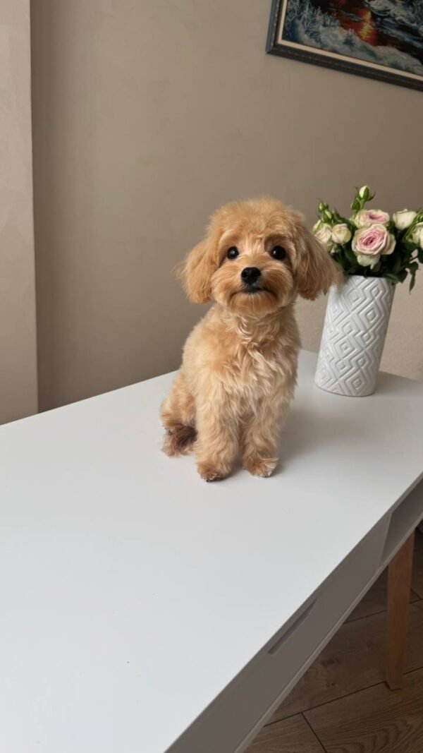 Mikki(Reserved) - Image 2